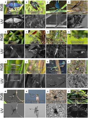 Diversity of UV Reflection Patterns in Odonata